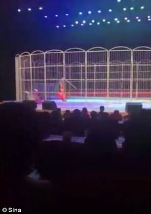 بالفيديو... نمر يهاجم مدربه في عرض أمام الجماهير!