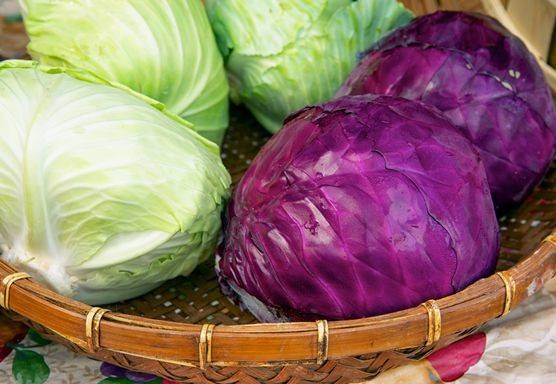 لتخسروا الوزن.. سخّنوا الملفوف في المايكرويف وضعوه على هذه المنطقة