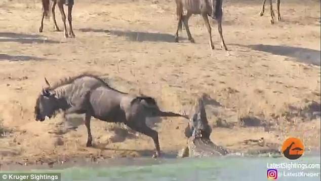 بالفيديو... أفراس النهر تنقذ حيوانا من فك تمساح!