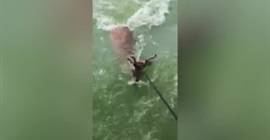 بالفيديو.. صياد ينقذ غزالا من الغرق وسط بحيرة!