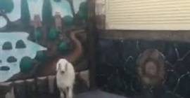 شاهد ردة فعل خروف لحظة هجوم نمر عليه!