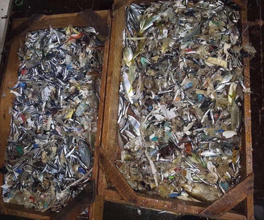بالصورة.. أسماك "ضائعة" بين نفايات برج حمود!