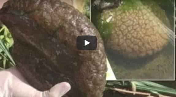 بالفيديو.. حيوان غامض يشبه الدماغ البشري يحيّر العلماء