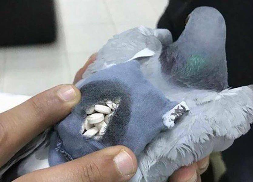 حمام المخدّرات... يوصل الممنوعات إلى السجن!