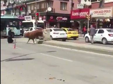 بالفيديو: ثور يلاحق امرأة في الشارع.. وينطحها!