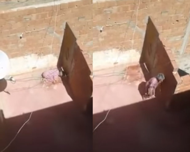شاهد ...مغربيّة تحتجز والدتها على سطح منزلها في الشمس الحارقة!