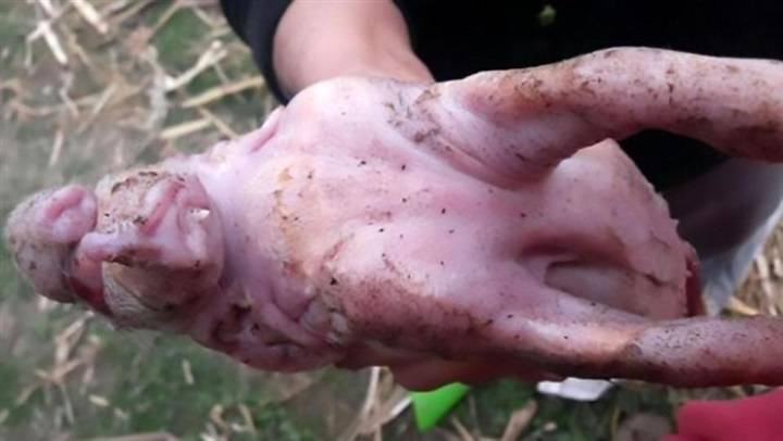 بالصور.. ولادة نادرة لخنزير بوجه فيل وعين واحدة وبدون فم!