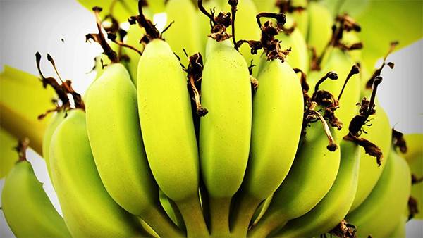 أم تصاب بصدمة بسبب ما اكتشفته داخل موزة أرادت إطعامها لطفلها