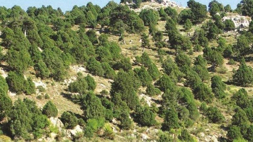 مجهولون قطعوا اشجارا معمرة في غابة لزاب الضنية
