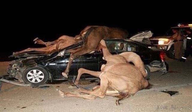 صور مؤلمة.. جمال تخترق سيارات مسافرين على طريق الموت