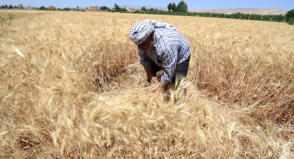 الجيش السوري يحيي الحقول الزراعية