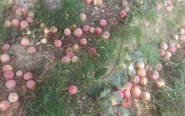 بين كساد المواسم الزراعيّة وزراعة الحشيشة... المزارعون يدقون ناقوس الخطر