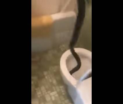 بالفيديو.. رجل يخرج بيديه أفعى ضخمة من المرحاض!