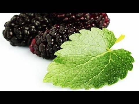 تعرف على فوائد ورق التوت!