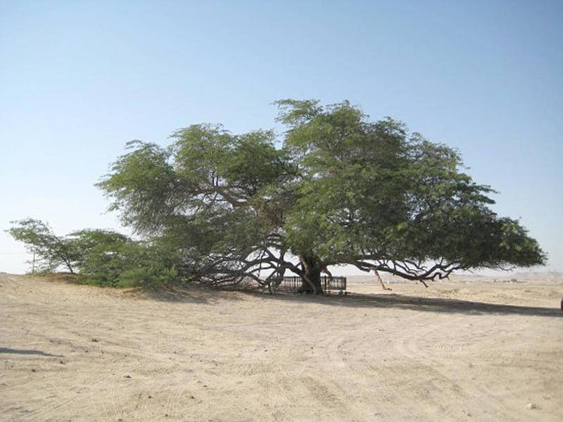 شجرة الحياة بالبحرين عمرها 400 سنة ولازالت خضراء