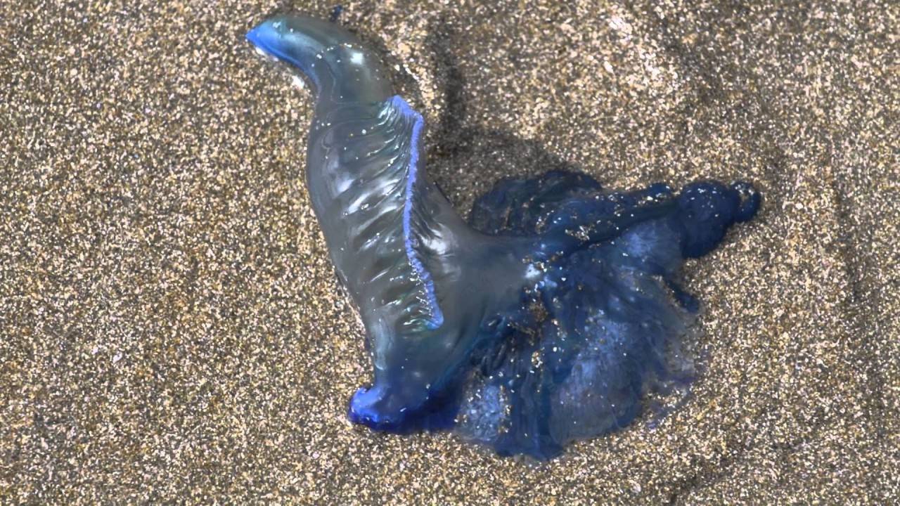 المخلوقات الغريبة تغزو شواطئ نيوزيلندا.. والرائحة الكريهة تفوح بالمكان!