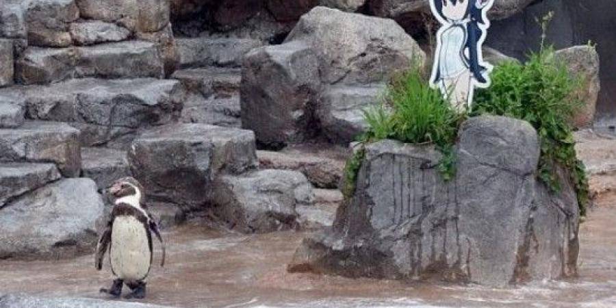 أغرب قصص عالم الحيوان.. بطريق وقع في حب لوحة فتاة ومات بجوارها