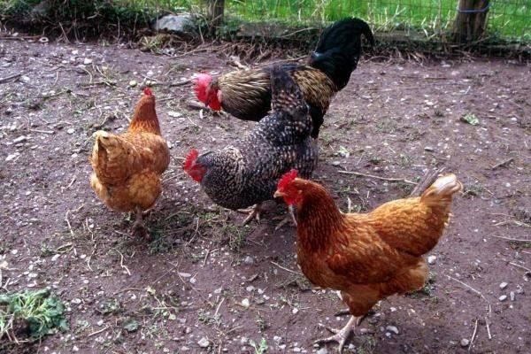 مربّو الدواجن ينتفضون: لحماية إنتاجنا ووقف المزاحمة