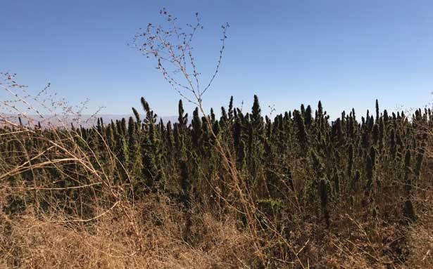 زراعة الحشيشة عادت لتزدهر في البقاع بسبب كساد المواسم