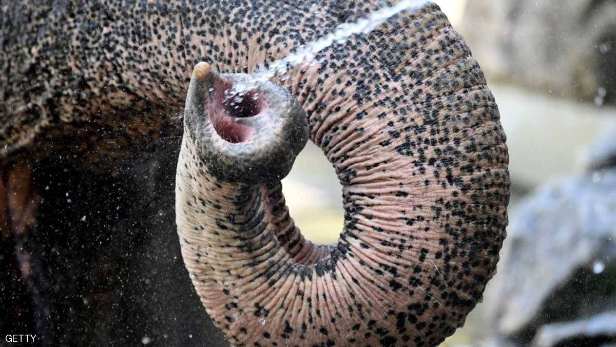 نيويورك تنتصر للأفيال بقرار تاريخي...