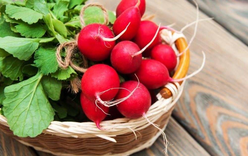 يقتل السرطان.. فوائد إذا عرفتها عن الفجل ستتناوله يوميًا