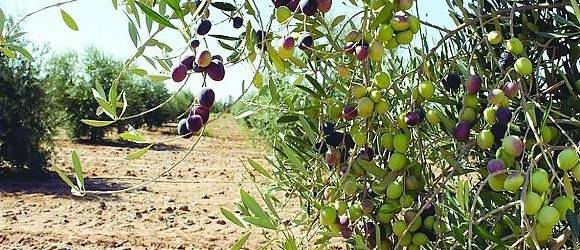 خلاف عائلي في الكورة.. أطلق شقيق زوجها النار عليها بسبب "قطف الزّيتون"