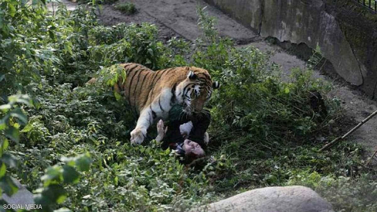 بالصور: نمر ينقضُّ على حارسته.. ماذا عن مصيرها؟!