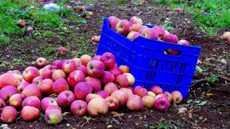 آفات زراعية تضرب موسم التفاح في جبيل