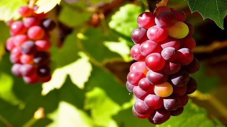 سرّ في العنب الأحمر.. يمنع تطوّر هذه الأمراض