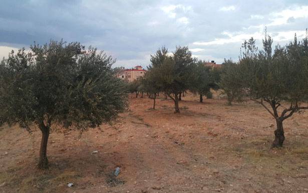 على أبواب معرضها الثالث في البقاع الشمالي
شجرة الزيتون نجحت في الهرمل وتعثّرت في بعلبك
ووزير الزراعة يعمل على نجاح تصدير زيتها