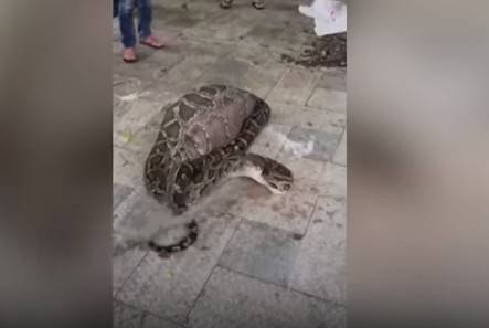 بالفيديو.. موت ثعبان أثناء محاولته هضم ماعز!