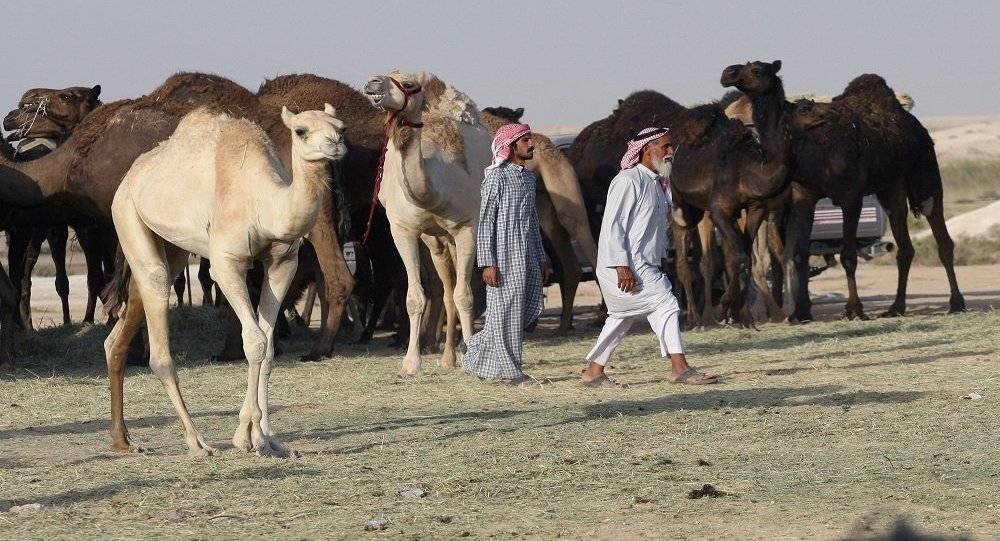 أول مستشفى في العالم لعلاج الإبل في دولة عربية