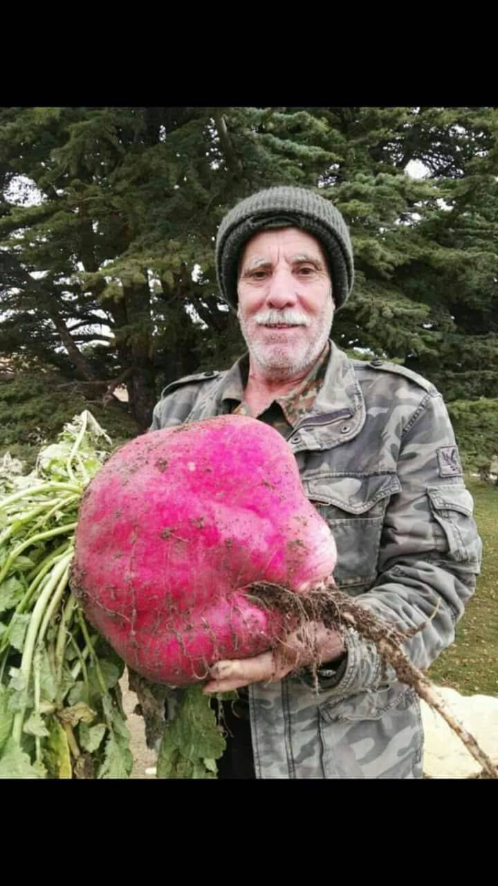 بالصورة..فجلة عملاقة زنتها 8 كلغ في حقل بجرد مشمش عكار