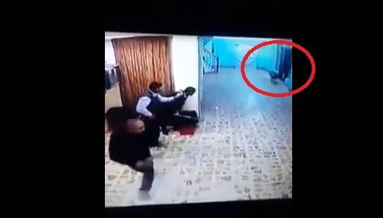 بالفيديو.. "ضبع" مفترس يقتحم مستشفى ويثير الرعب