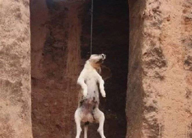 بالصورة -شنق كلب والاعتداء على صاحبته في بلدة شحور قضاء صور!