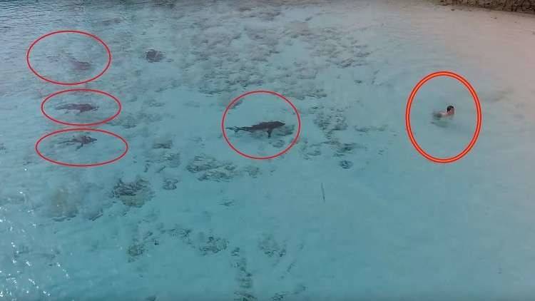 فيديو يجبس الأنفاس.. طفل ينجو بإعجوبة من 4 أسماك قرش