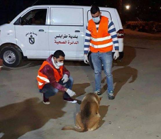 بالصورة.. حملة لتطعيم الكلاب الشاردة في طرابلس