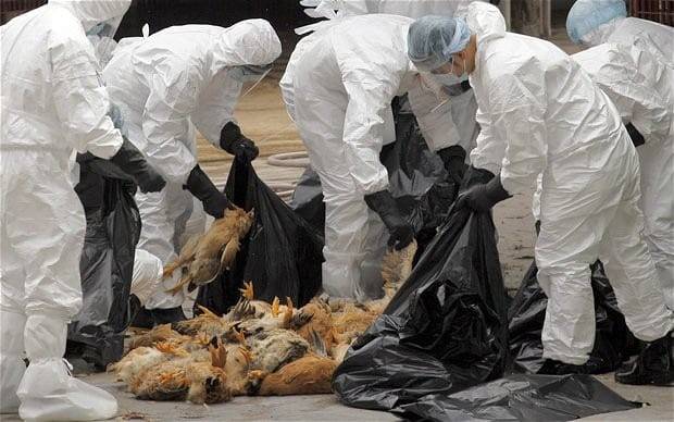 إنفلونزا الطيور يضرب مجدداً.. 300 شخص لقوا حتفهم في سنة!