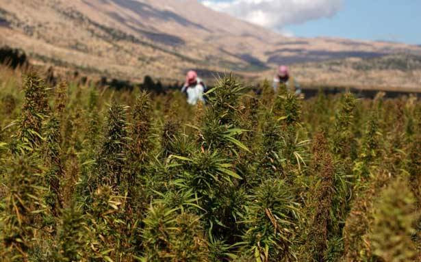 العفو العام وملف تشريع زراعة الحشيشة على نار حامية