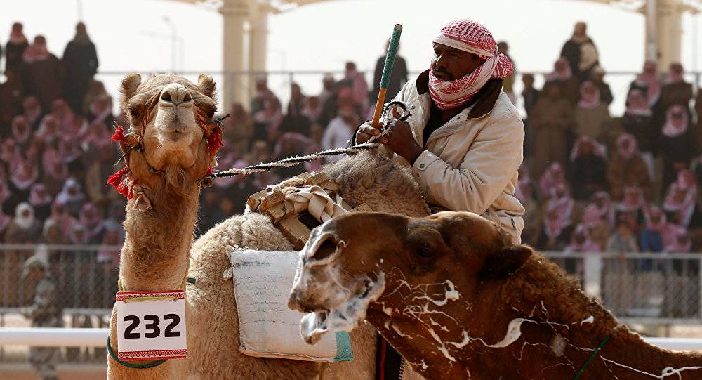 فضيحة الـ20 مليون ريال... "فساد الإبل" في السعودية