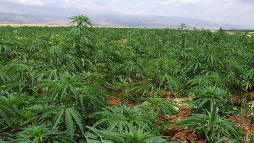 المسؤول الاميركي في بيروت يدرس دفع نصف مليار دولار لزراعة الحشيشة الطبية في البقاع