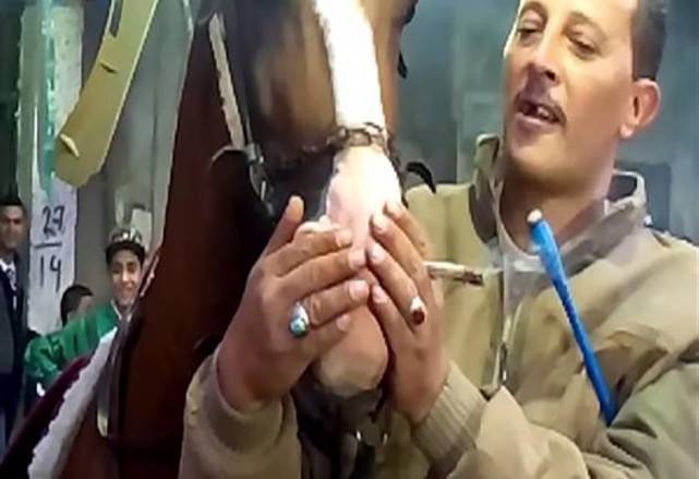 بالفيديو :  اضحك هذا ما حدث للحصان بعد إجبارة على شرب الحشيش !