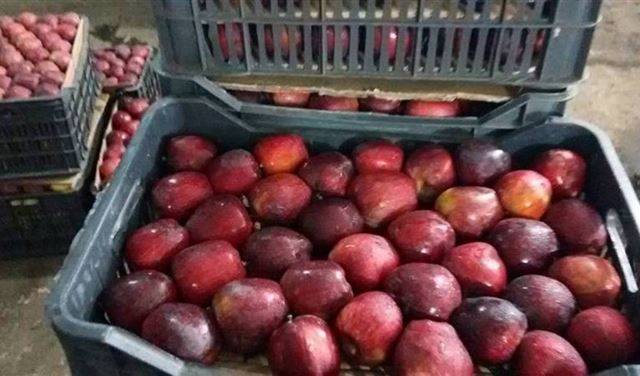في سن الفيل.. 580 كيلو من الحشيش بصناديق التفاح!