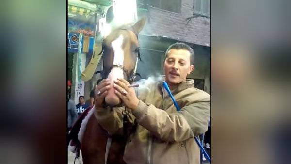 أجبروا الحصان على تعاطي "الحشيش".. ومجلس النواب يتحرّك!
