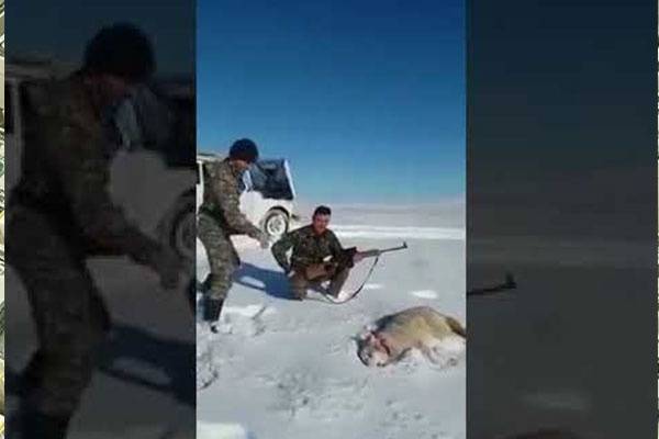 لحظة انقضاض ذئب تظاهر بالموت على صيَّاد . بالفيديو