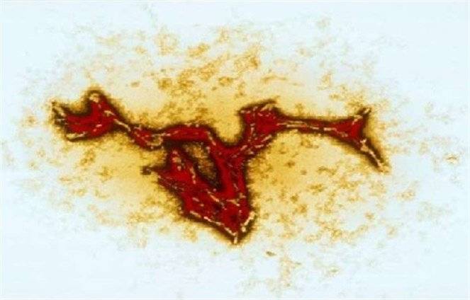 داء هنتنغتون يعالج السرطان!