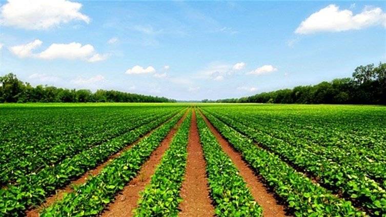 بالصورة: مزارع وضع صورة ممثلة إباحية في أرضه... لسبب لا يخطر في البال!