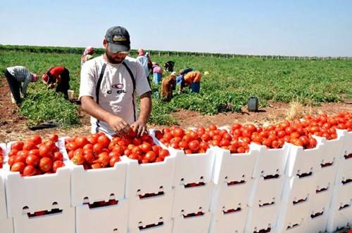 جمعية المزارعين: نقص الصادرات الزراعية يعود لعدم شراء الدولة عبارات للنقل