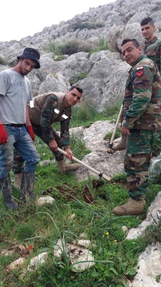 بالصور.. الجيش يغرس 600 صنوبرة في النبي يوشع