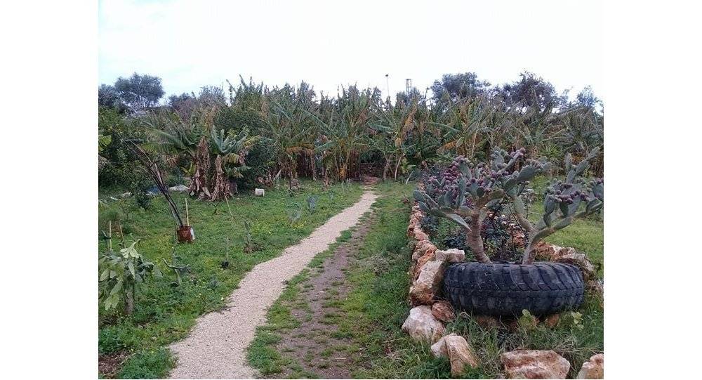 إنجاز سوري كبير.. شاب ينجح بزراعة غابة استوائية في سوريا
